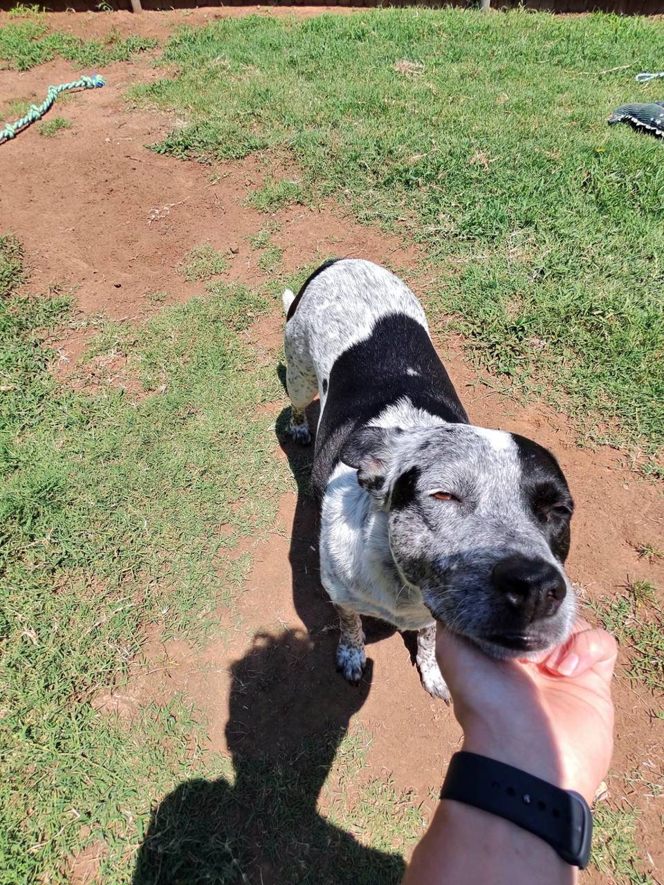 A happy client dog