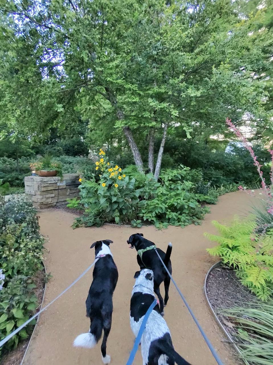 Three dogs on a group walk with EW Crew